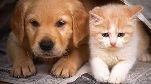 pet Health