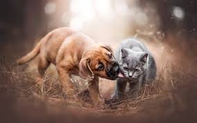 Dog and cat pet health
